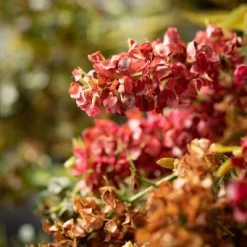 43"H Sullivans Dried Hops Stems Trio; Multicolored