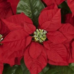 Poinsettia with White Wash Planter Silk Arrangement - Nearly Natural