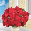 Collections Etc. Collections Etc Bright Red Decorative Velvet Poinsettia Bushes - Set of 3 10 X 10 X 17 -Northlight Christmas Store GUEST 227fe314 026f 4127 b570 72da7c9c94e9