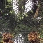 Vickerman Artificial Mixed Country Pine Christmas Swag 4 Vickerman Artificial Mixed Country Pine Christmas Swag - Image 2