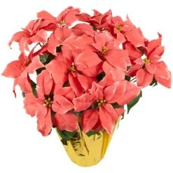 Northlight 20" Dark Pink Artificial Christmas Poinsettia with Gold Wrapped Base -Northlight Christmas Store GUEST 342355b9 6f8c 43a3 9692 e41fe2676709