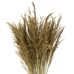 Vickerman 36" Congo Grass Bundle, 8 oz Dried