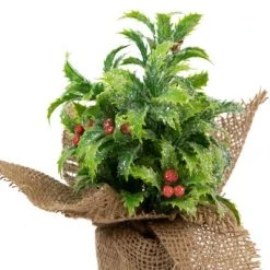 Northlight 8" Iced Artificial Christmas Holly Berry Plant in Burlap Base -Northlight Christmas Store GUEST 6346f30f 778b 468c b784 5e290f6cf7b6