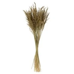 Vickerman 36" Congo Grass Bundle, 8 oz Dried -Northlight Christmas Store GUEST 6a8af5af 4e0e 4192 93d4 d5fc94b2738b