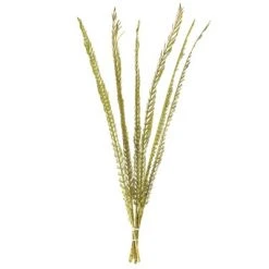 Vickerman Natural Stem, Dried -Northlight Christmas Store GUEST 72873d9f ad0b 43a7 a97e 06f1f06db23d