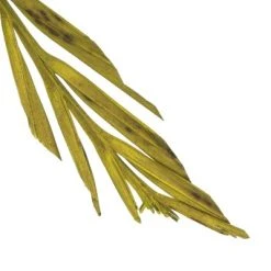 Vickerman Natural Stem, Dried