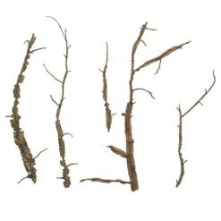 Vickerman Winged Elm Branches, Dried -Northlight Christmas Store GUEST 7d329969 315a 48ce aafc 087c7664351e