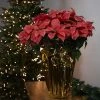 Northlight 28" Dark Pink Artificial Christmas Poinsettia with Gold Wrapped Base 1 Northlight 28" Dark Pink Artificial Christmas Poinsettia with Gold Wrapped Base -Northlight Christmas Store GUEST 92edeb36 945e 4f26 9900 20c26df24a8c