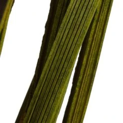 Vickerman 28"-36" Splinter Grass Bundle, 22oz Dried -Northlight Christmas Store GUEST 95ebefae 1a90 45c3 b9ad b19ee586b798 1