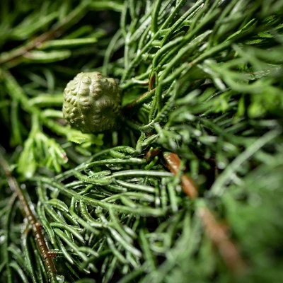 6'L Sullivans Lush Cypress & Berry Garland, Green Christmas Garland 3 6'L Sullivans Lush Cypress & Berry Garland, Green Christmas Garland