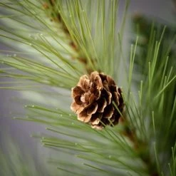 5'L Sullivans Lush Green Mixed Pine Garland; Green Christmas Garland