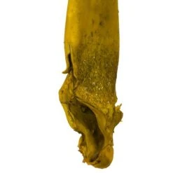 Vickerman 36-38" Sea Kelp, Dried -Northlight Christmas Store GUEST 9cc15558 8313 4fb4 95a4 e13e42b71688