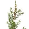 Northlight 28" Potted Frosted Pine Artificial Christmas Tree – Unlit 1 Northlight 28" Potted Frosted Pine Artificial Christmas Tree – Unlit -Northlight Christmas Store GUEST a596da72 f0e9 4cdd aeb7 25af68bc43ff