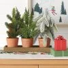 3pc Potted Mixed Greenery Christmas Artificial Plant in Wood Tray Green/Brown - Wondershop™ -Northlight Christmas Store GUEST ab785276 467c 4d85 9ef0 a0413245b7ff