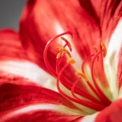 23.5"H Sullivans Christmas Amaryllis Stem; Red