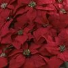 Giant Poinsettia Arrangement with Decorative Planter - Nearly Natural -Northlight Christmas Store GUEST c30e3608 9ee1 44c6 8767 5be2b57c9d5d