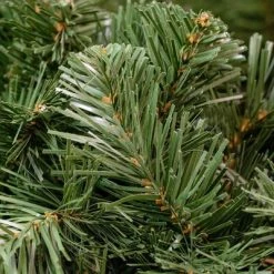 Novelty Lights Inc Novelty Lights Deluxe Colorado Pine Christmas Garland 12 Novelty Lights Inc Novelty Lights Deluxe Colorado Pine Christmas Garland -Northlight Christmas Store GUEST c4ed22a7 22b2 404f 8e84 f8f8424f76dc