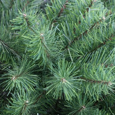Puleo 7.5ft Unlit Artificial Christmas Tree Full Newcastle Fir 3 Puleo 7.5ft Unlit Artificial Christmas Tree Full Newcastle Fir