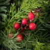 7"H Sullivans Pine And Berry Orb; Green -Northlight Christmas Store GUEST ed49dfc7 aca1 4a97 84e3 ca3cda7acde1