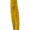 Vickerman 36-38" Sea Kelp, Dried