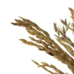 Vickerman 36" Congo Grass Bundle, 8 oz Dried -Northlight Christmas Store GUEST fbf55fc9 4e6f 4afc 9dfa 7641eef38ab9