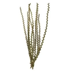 Vickerman 40-48" Natural Ladder Branches, Dried -Northlight Christmas Store GUEST fcef9c46 e336 48cc 9e0b 0b83a635a216